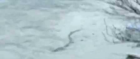 冰島百年水怪今日終現身？盤點幽藍世界詭異“怪獸”