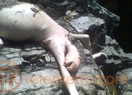 冰島百年水怪今日終現身?盤點幽藍世界詭異“怪獸”