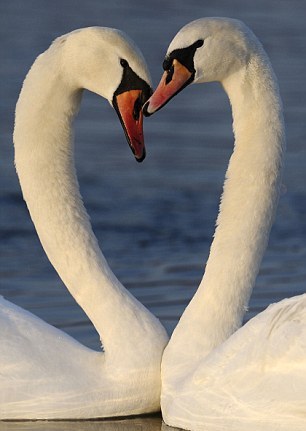 小動物情侶甜蜜浪漫 依偎、長吻令人類艷羨
