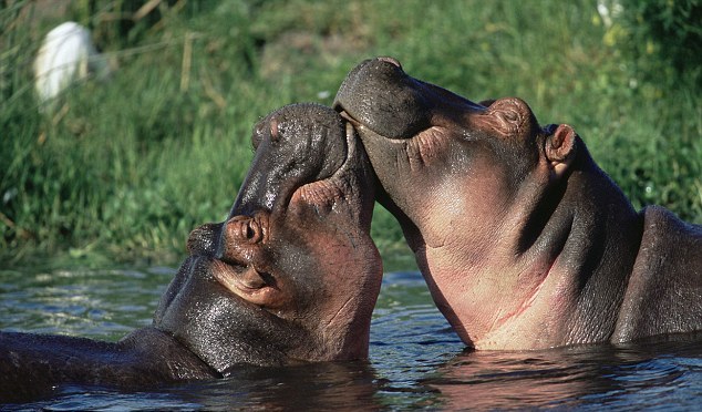 小動物情侶甜蜜浪漫 依偎、長吻令人類艷羨
