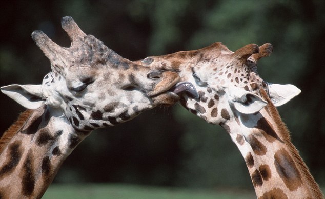 小動物情侶甜蜜浪漫 依偎、長吻令人類艷羨