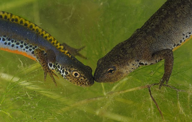 小動物情侶甜蜜浪漫 依偎、長吻令人類艷羨