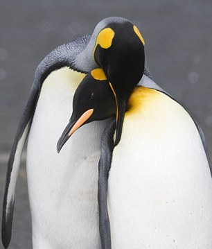 小動物情侶甜蜜浪漫 依偎、長吻令人類艷羨