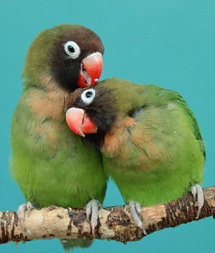 小動物情侶甜蜜浪漫 依偎、長吻令人類艷羨