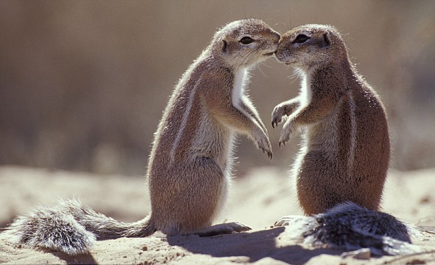 小動物情侶甜蜜浪漫 依偎、長吻令人類艷羨