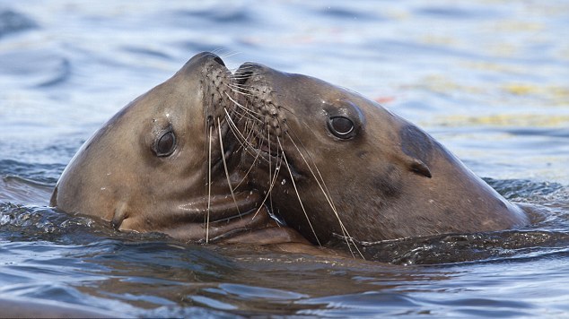 小動物情侶甜蜜浪漫 依偎、長吻令人類艷羨
