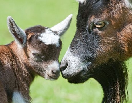 沒有開玩笑!英國學(xué)者研究表明山羊也有方言