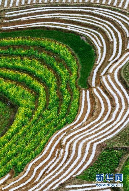 超美田園風光：油菜花盛開的季節