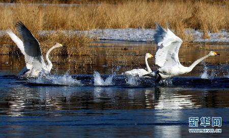 超美田園風光：油菜花盛開的季節