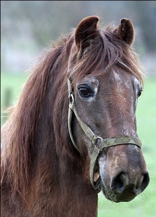 老驥伏櫪 51歲高齡英國馬或為世界最長壽
