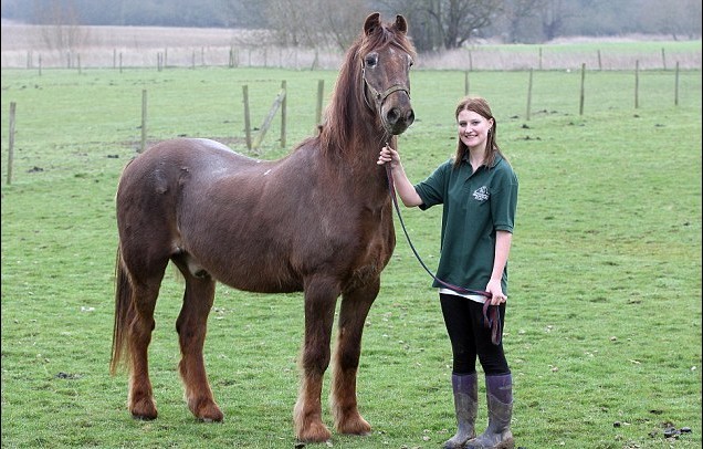老驥伏櫪 51歲高齡英國馬或為世界最長壽