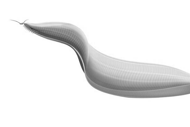 科學家最新驚人發現：人類最老祖先原是5億年前蠕蟲