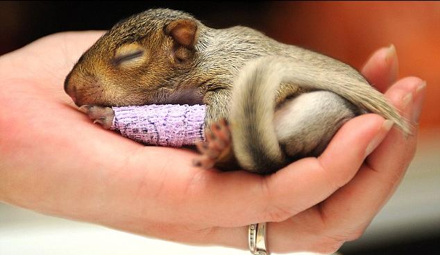 出生不久小松鼠摔傷胳膊 纏紫色繃帶“萌”翻眾人