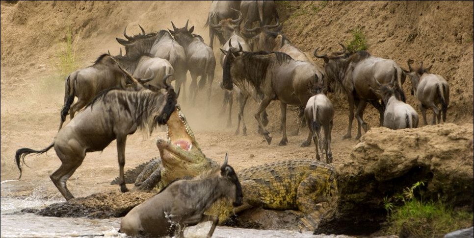 肯尼亞風情：非洲角馬奮力一躍 上演“鱷口脫險”