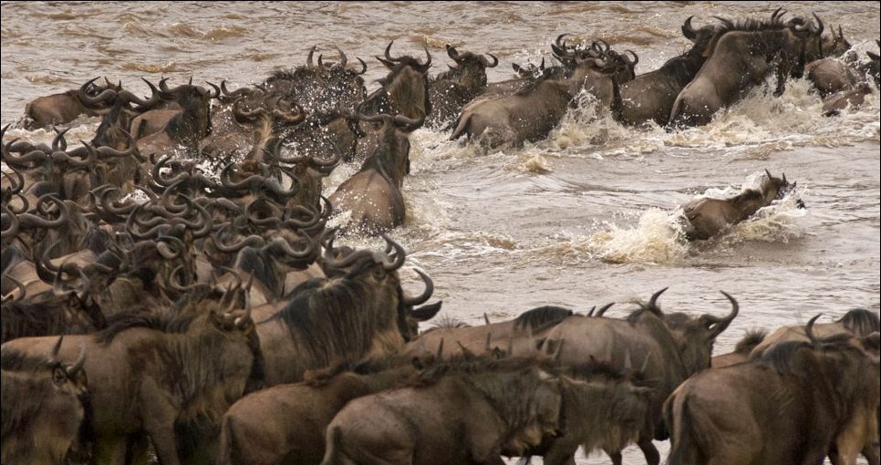 肯尼亞風情:非洲角馬奮力一躍 上演“鱷口脫險”