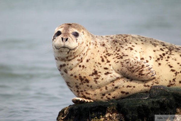 山東煙臺迎來野生海豹“先遣隊”