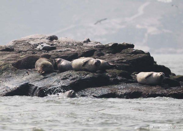 山東煙臺迎來野生海豹“先遣隊”
