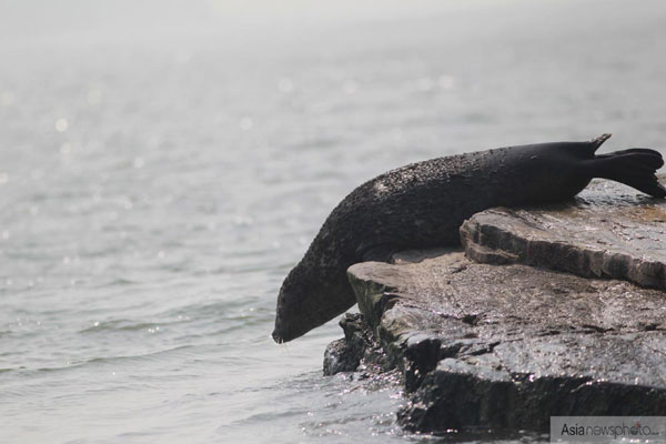 山東煙臺迎來野生海豹“先遣隊”