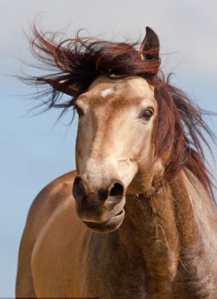 美國帥馬對鏡頭大擺造型 拉風形象叫人羨慕嫉妒恨