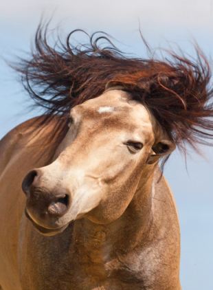 美國帥馬對鏡頭大擺造型 拉風形象叫人羨慕嫉妒恨