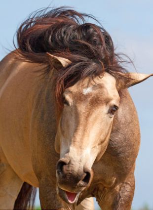 美國帥馬對鏡頭大擺造型 拉風形象叫人羨慕嫉妒恨