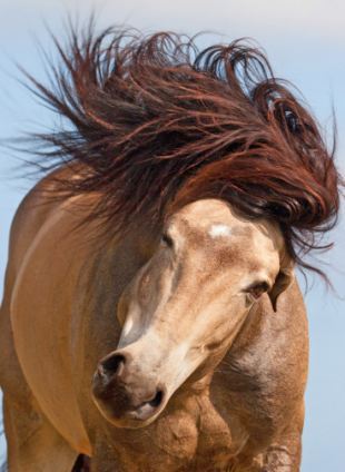 美國帥馬對鏡頭大擺造型 拉風形象叫人羨慕嫉妒恨