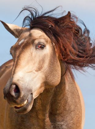 美國帥馬對鏡頭大擺造型 拉風形象叫人羨慕嫉妒恨