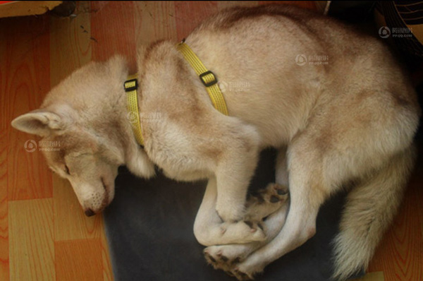 棗莊抓獲白色母狼續：網友稱是自家哈士奇