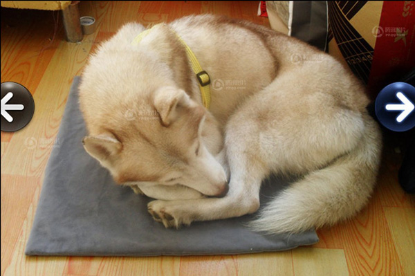 棗莊抓獲白色母狼續(xù)：網(wǎng)友稱是自家哈士奇