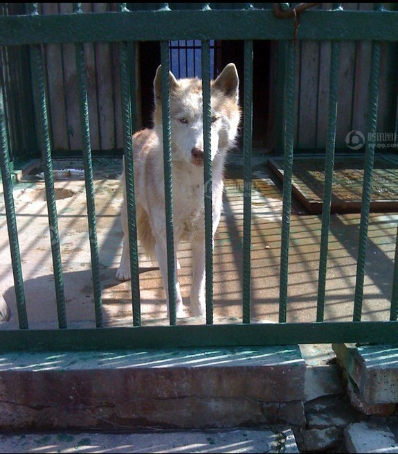 棗莊抓獲白色母狼續：網友稱是自家哈士奇