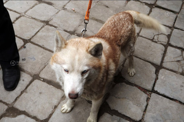 棗莊抓獲白色母狼續(xù)：網友稱是自家哈士奇