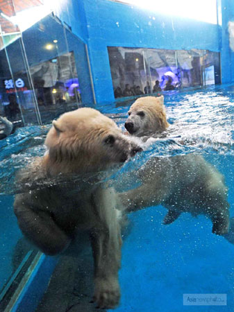 龍鳳胎北極熊落戶武漢