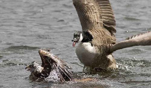 貪吃老鷹誤入湖中被鵝欺 幸得路人相救