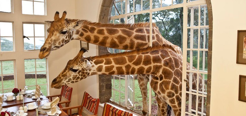 乞力馬扎羅山下與長頸鹿共進(jìn)早餐 肯尼亞主題酒店萌翻天