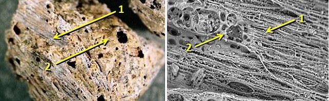 1.2萬年前巖石中存在熔化玻璃 或成史前人類動(dòng)物滅絕原因新證