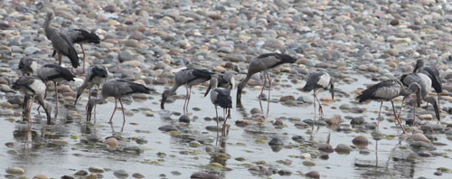 云南西雙版納首次發現鉗嘴鸛