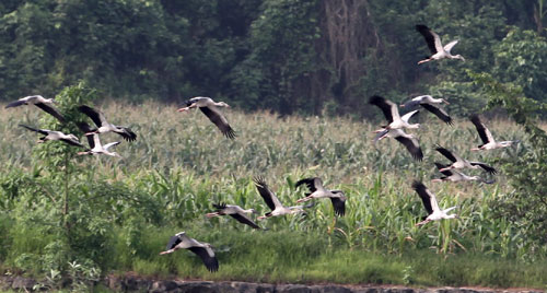 云南西雙版納首次發現鉗嘴鸛