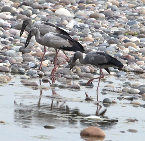 云南西雙版納首次發現鉗嘴鸛