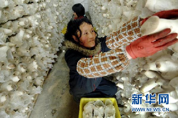 “三西”扶貧記