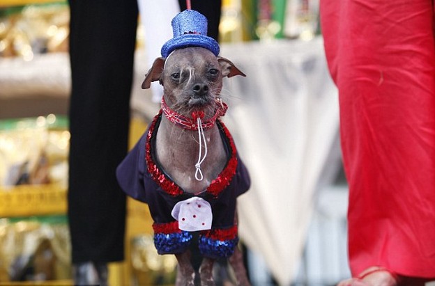 眼睛突出鼻子短粗 世界最丑狗大賽中國冠毛犬奪魁