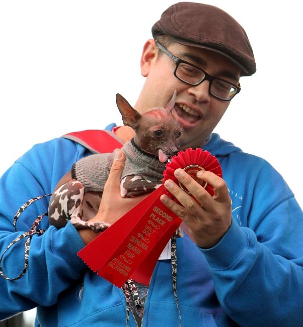 眼睛突出鼻子短粗 世界最丑狗大賽中國冠毛犬奪魁