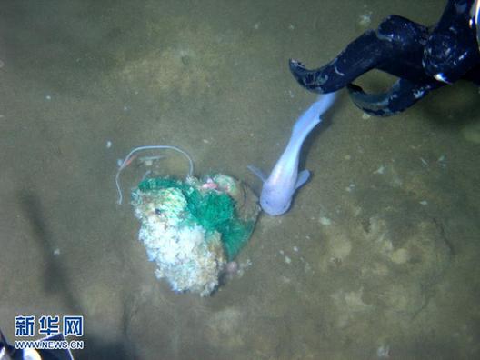 “蛟龍”號在7062米海底發(fā)現(xiàn)多種生物