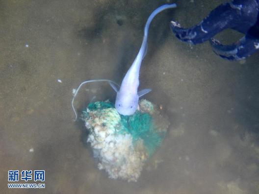 “蛟龍”號在7062米海底發(fā)現(xiàn)多種生物