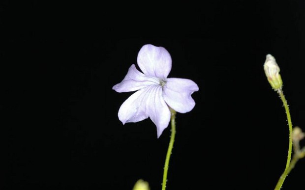 巴西發(fā)現(xiàn)新食蟲植物物種 通過地下粘性葉片捕食蠕蟲