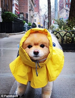 超萌狗狗惹禍？美國男子因?qū)櫸锞W(wǎng)站被奪走狀告前女友