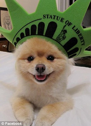 超萌狗狗惹禍？美國男子因?qū)櫸锞W(wǎng)站被奪走狀告前女友