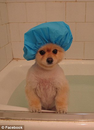 超萌狗狗惹禍？美國男子因?qū)櫸锞W(wǎng)站被奪走狀告前女友