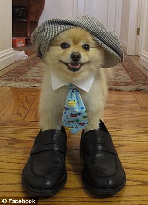 超萌狗狗惹禍？美國男子因?qū)櫸锞W(wǎng)站被奪走狀告前女友