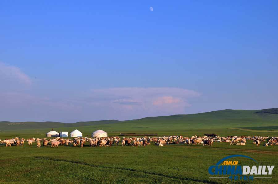 夏天的呼倫貝爾草原：綠色天堂