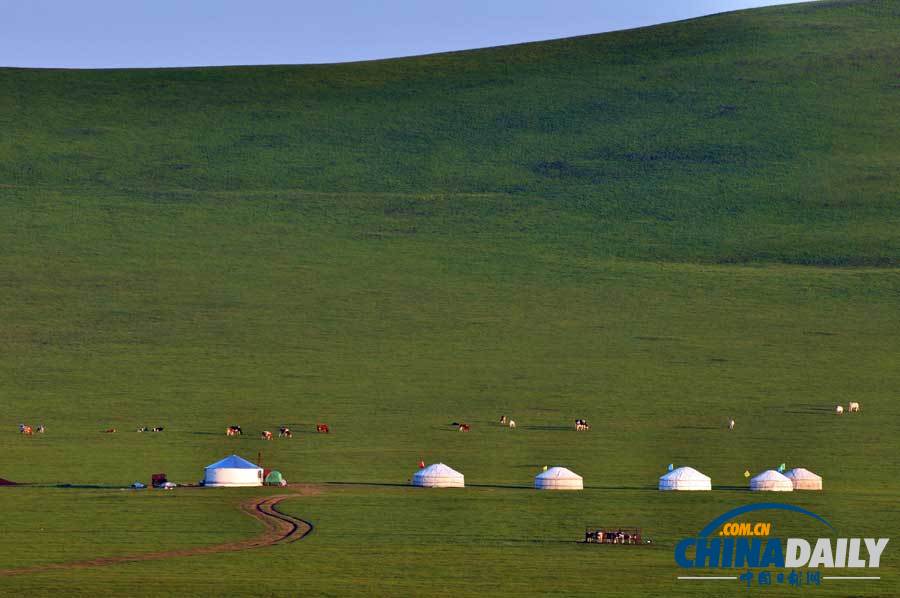 夏天的呼倫貝爾草原：綠色天堂
